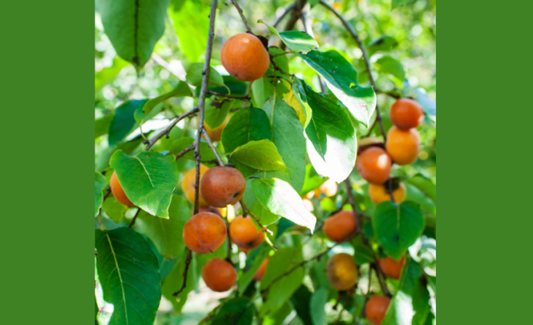 Whopper Persimmon Tree Fruit