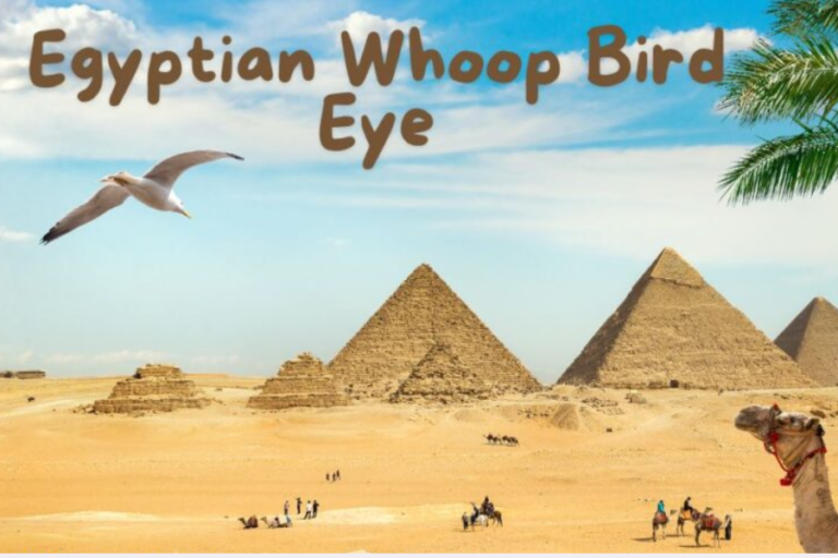 egyptian whoop bird eye