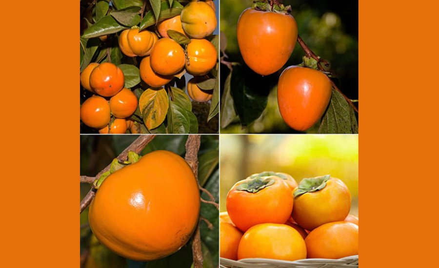 Whopper Persimmon Tree Fruit