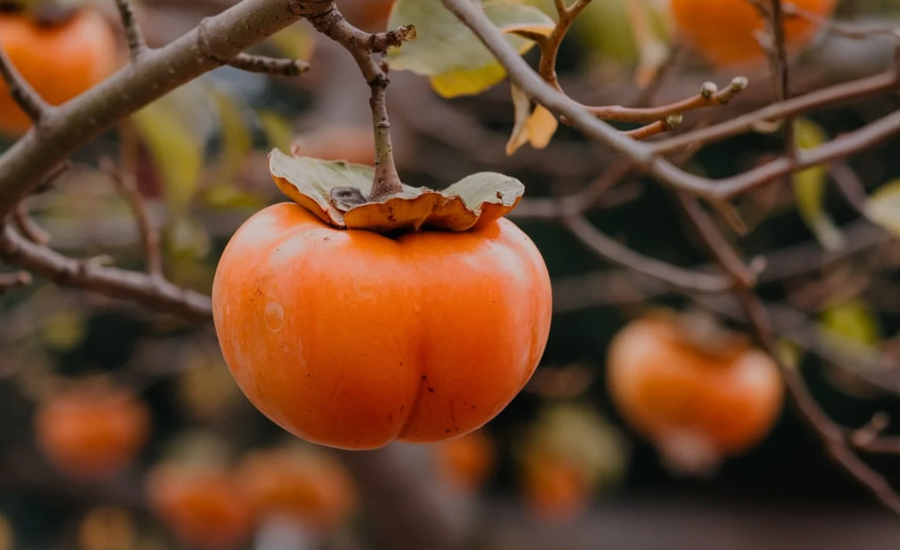 Whopper Persimmon Tree Fruit