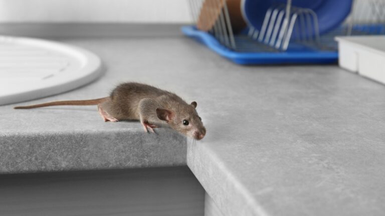 Holiday Tips: How to Prevent Mice While Hosting in Toronto